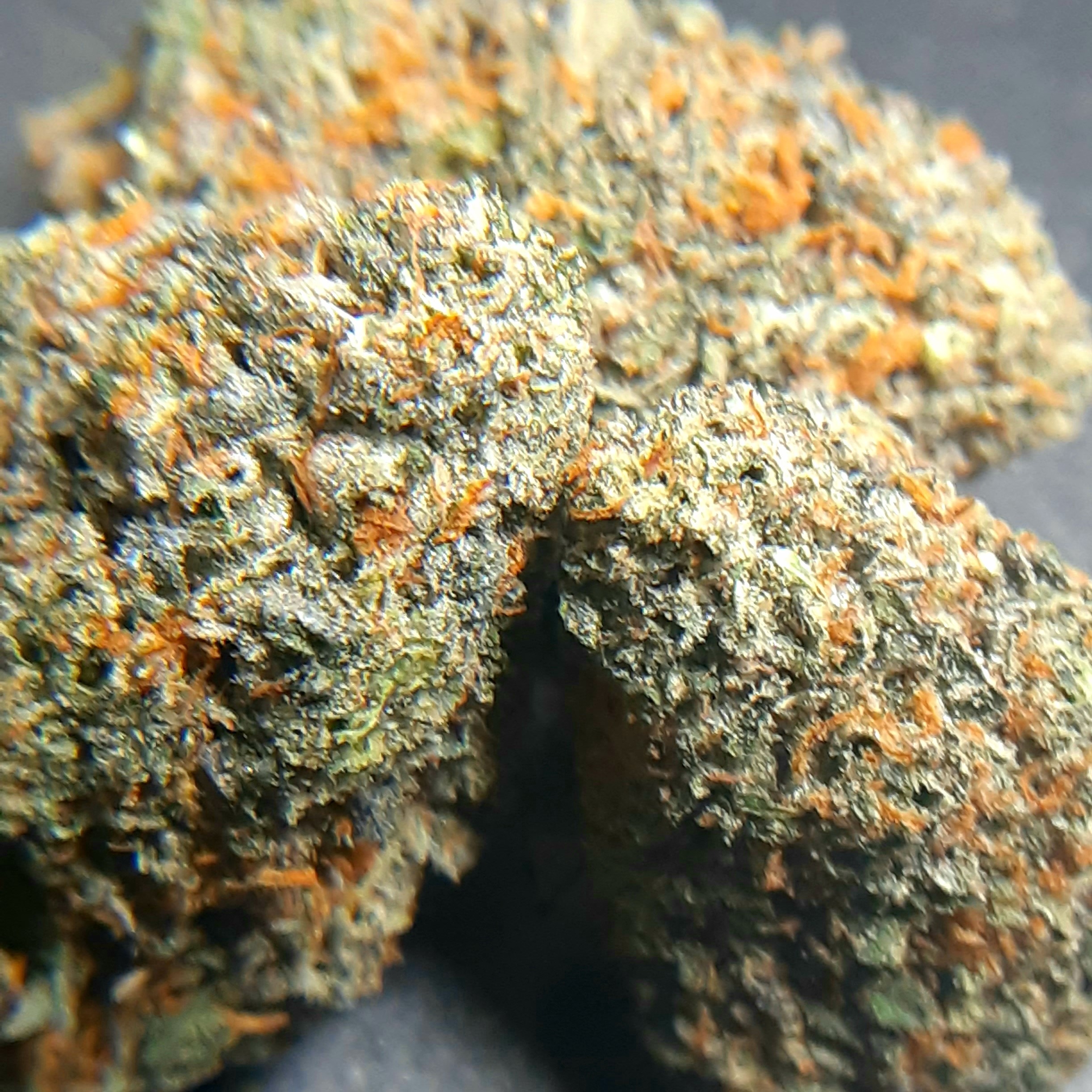 Gelato #41